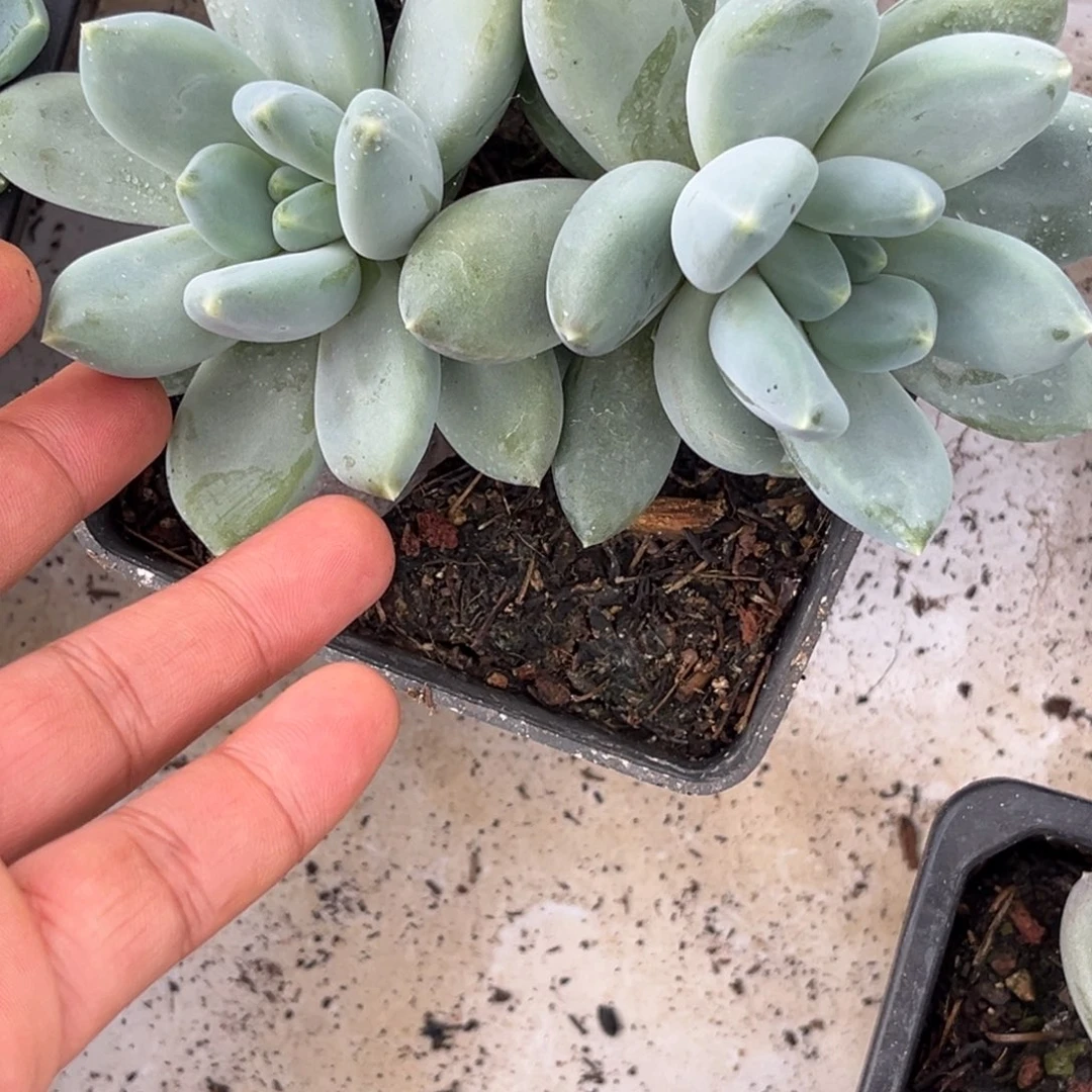 美人系杂多肉植物629
