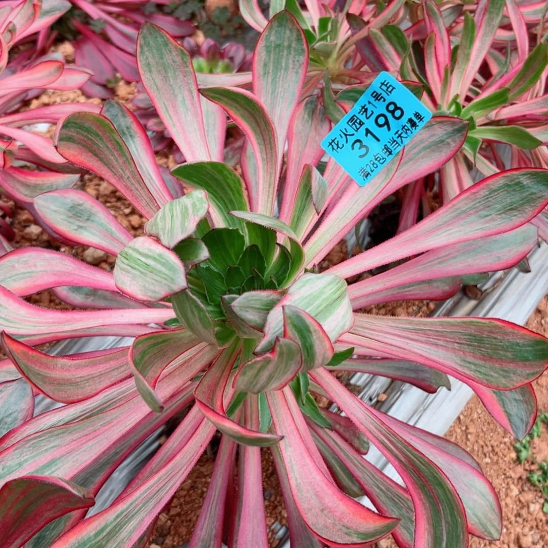 火凤3198多肉植物