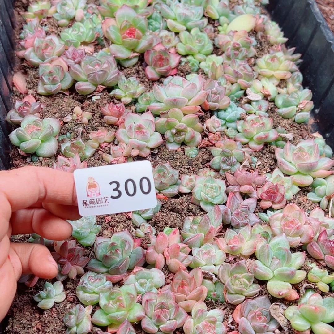 是***吖多肉植物多肉植物