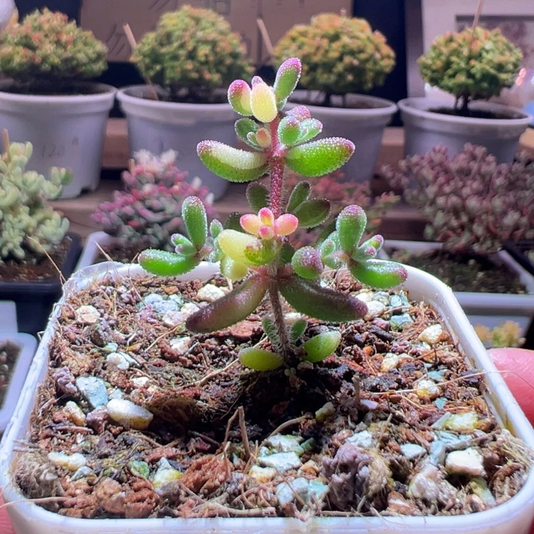 317红宝石锦一物一拍包开箱