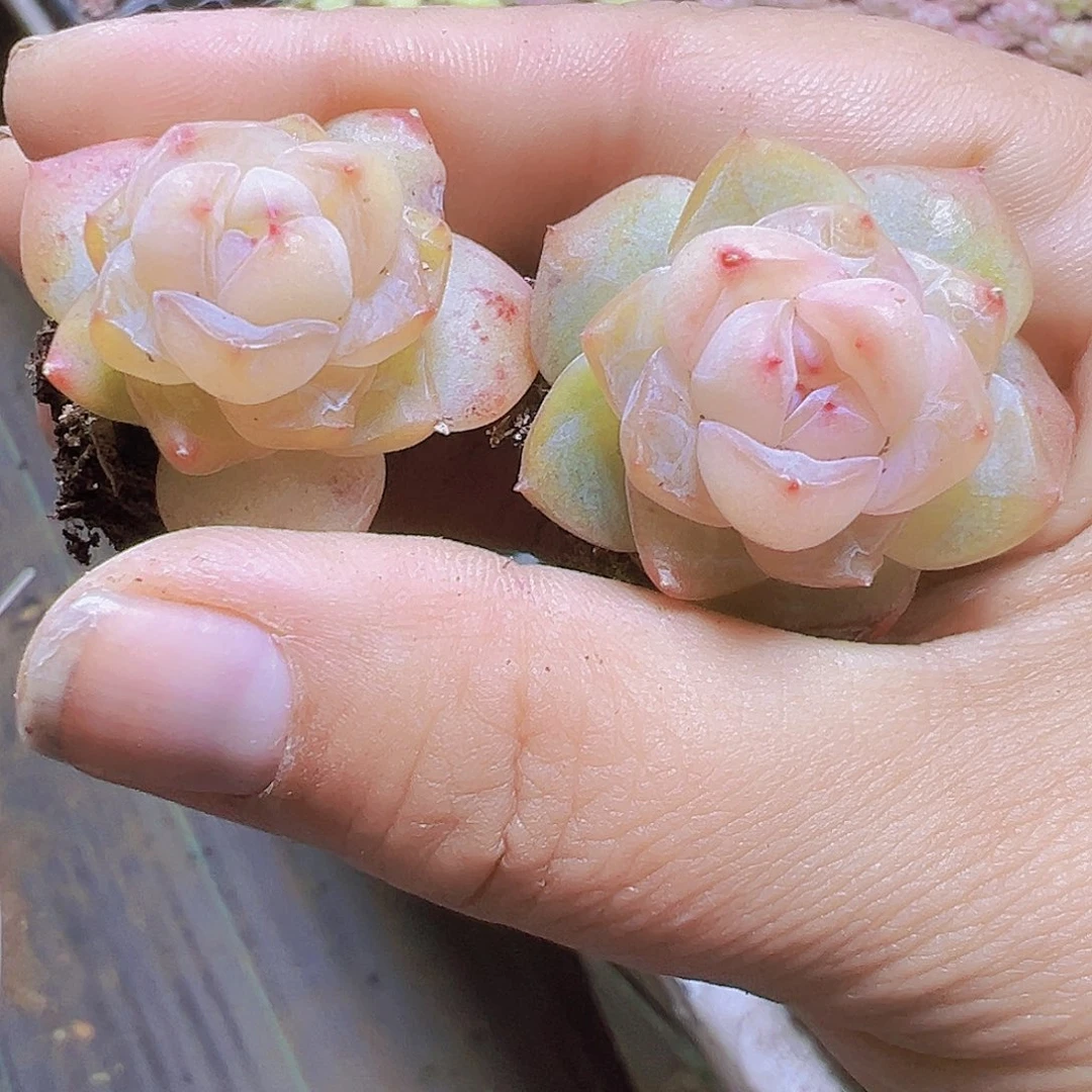 繁星珍妮5个19包邮