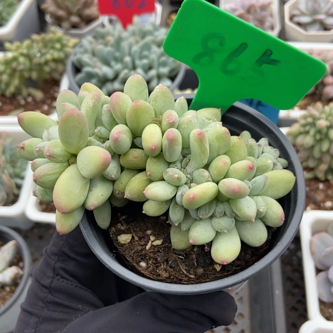 865糖豆奶多肉植物