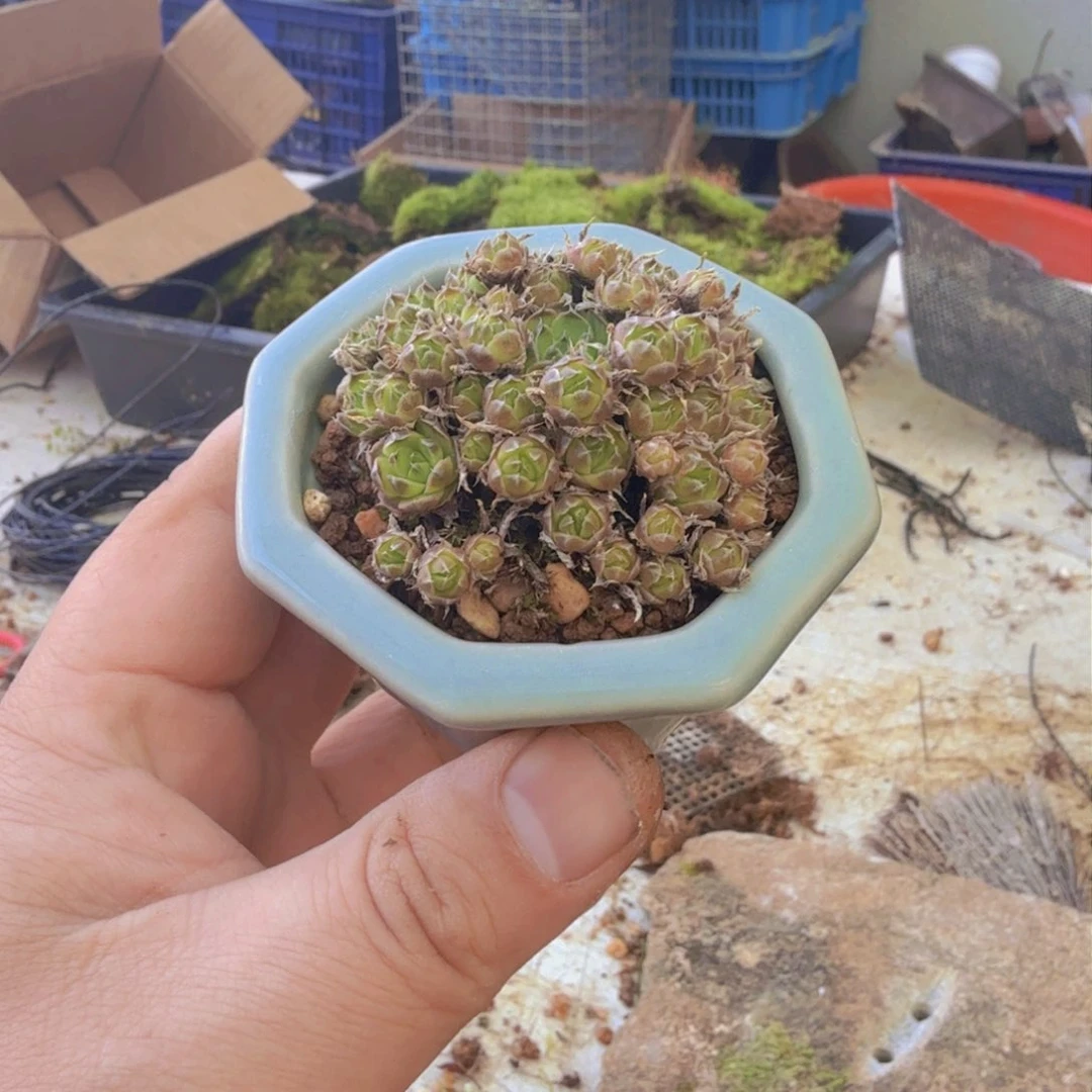 相**晚盆景 瓦松 中通