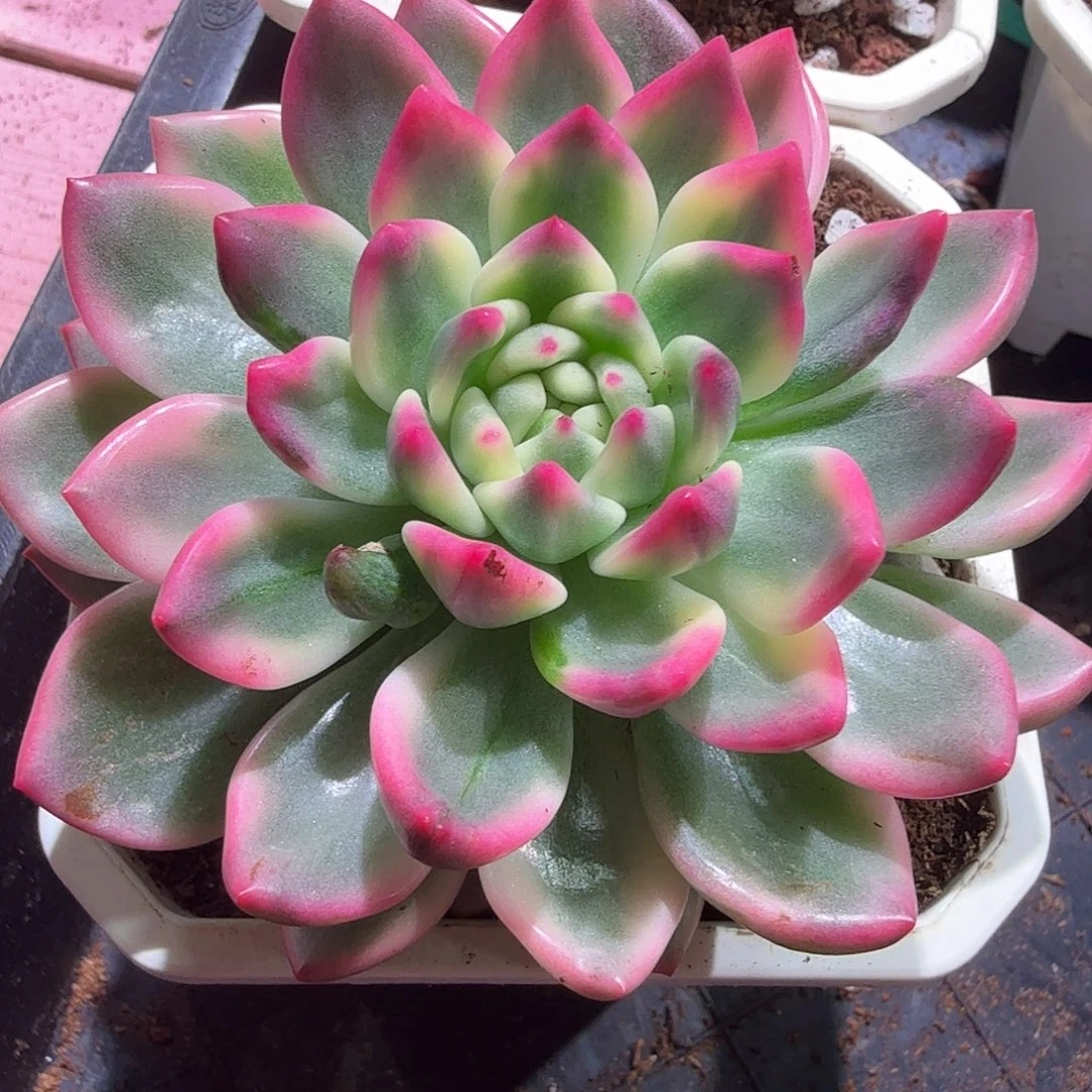 拉菲锦，多肉植物。