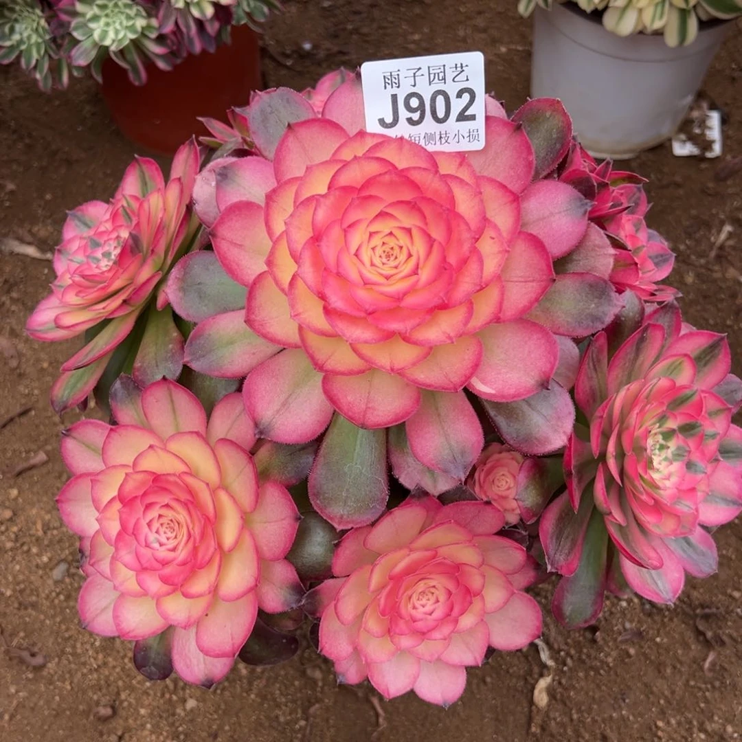 902荔枝尺寸25左右