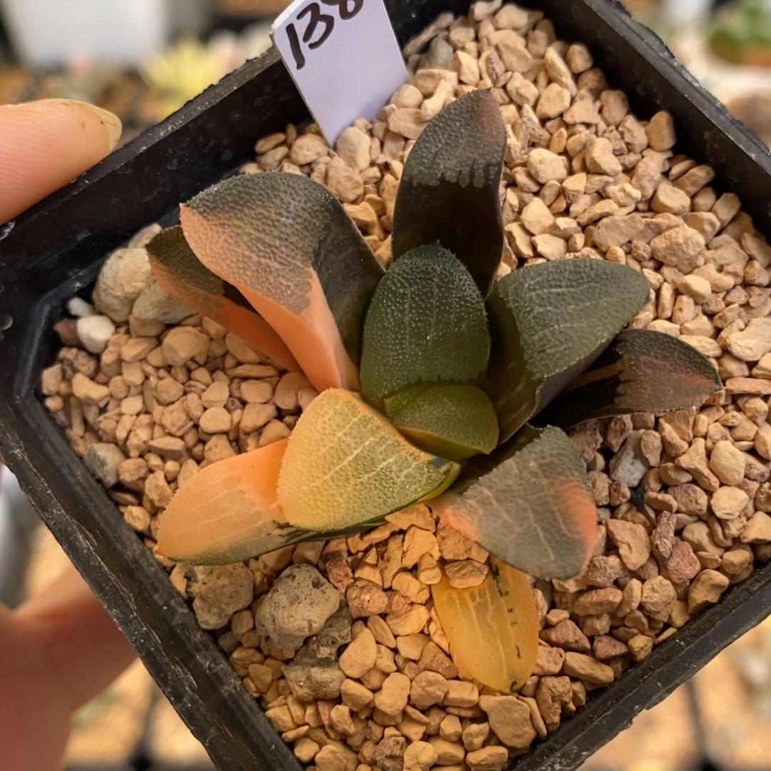 138号大黑天克锦带盆