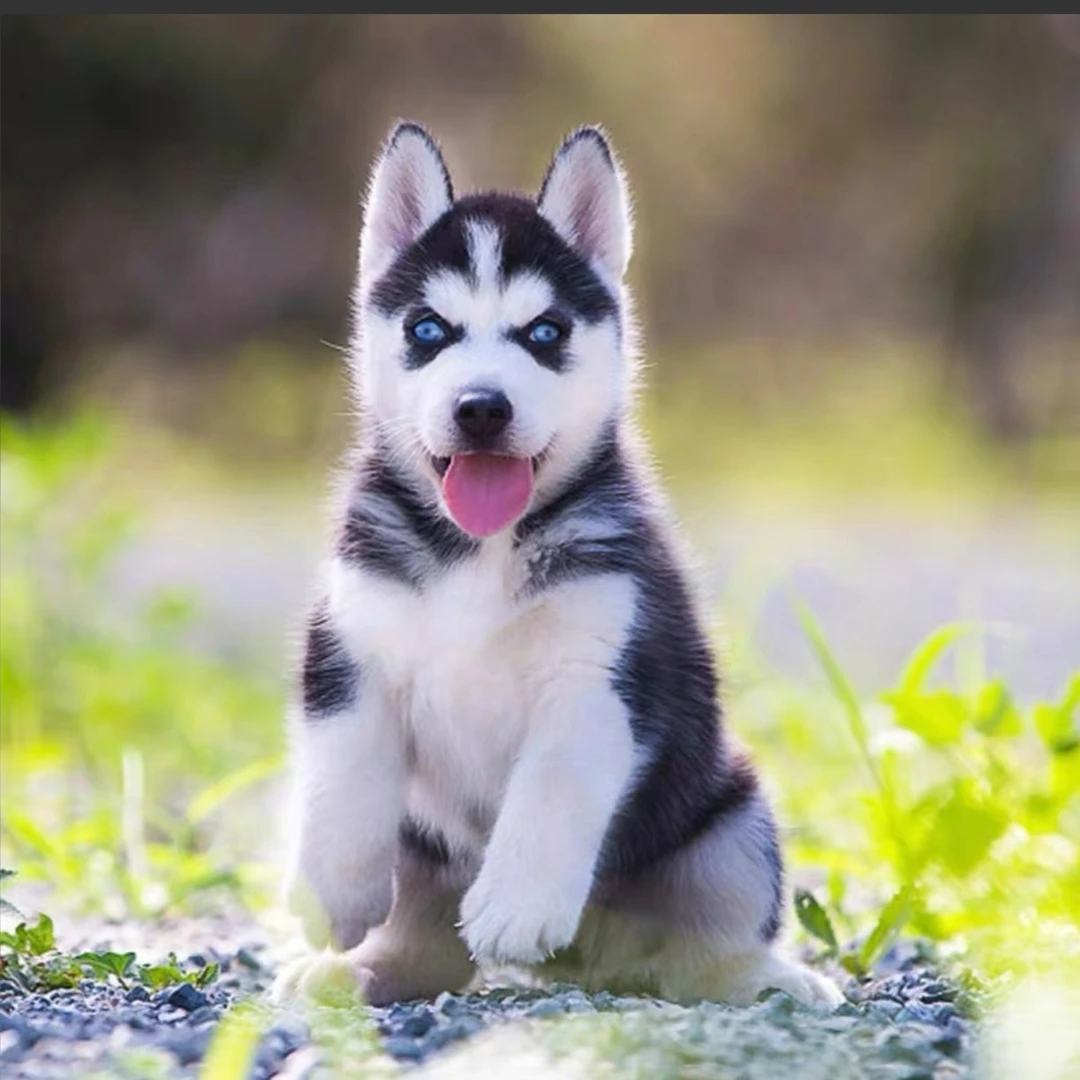 贵州得宠哈士奇幼犬