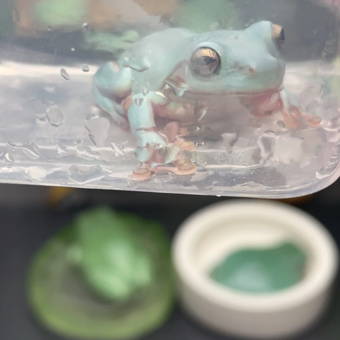 小***乐老爷树蛙4号加热包