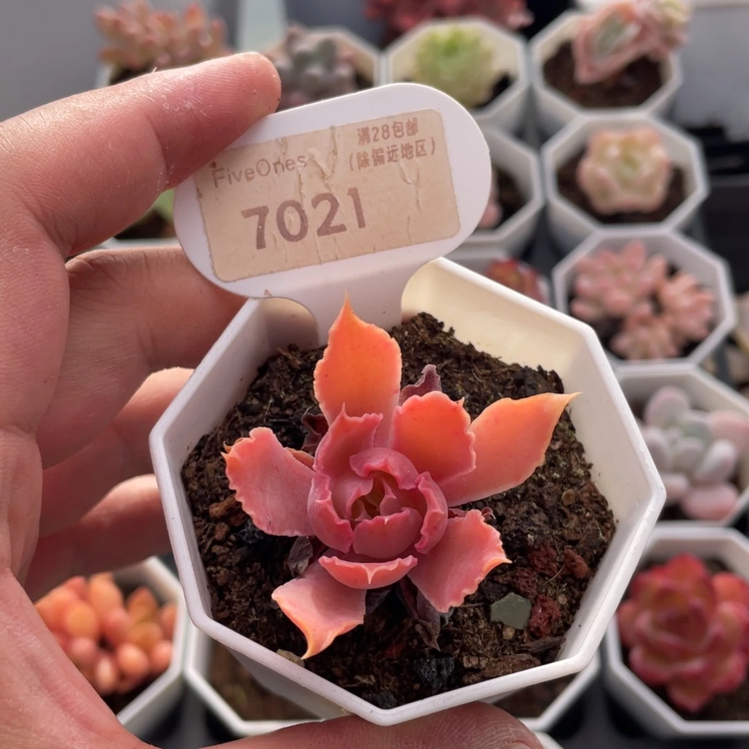 晚霞之舞7021-5厘米