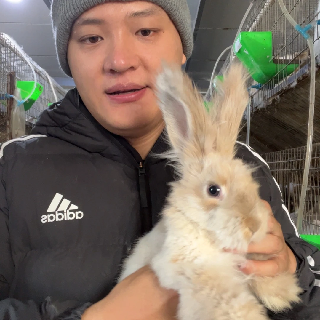 双血统英系安哥拉兔