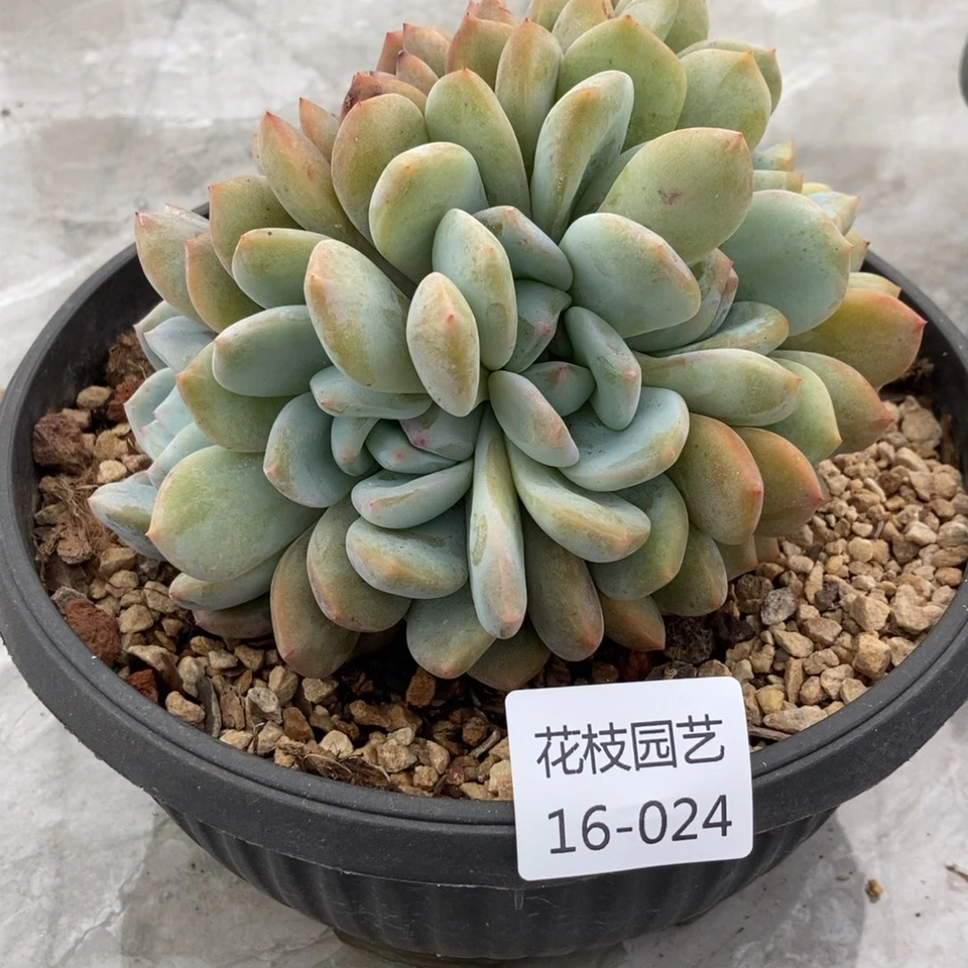 16-24星影随机一物一拍有砍