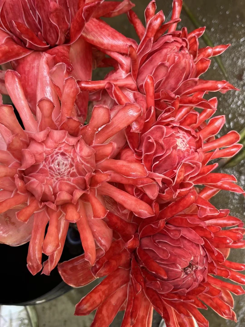 【顺丰冷链】超稀有瓷玫瑰鲜切花云南直发高级水培鲜花