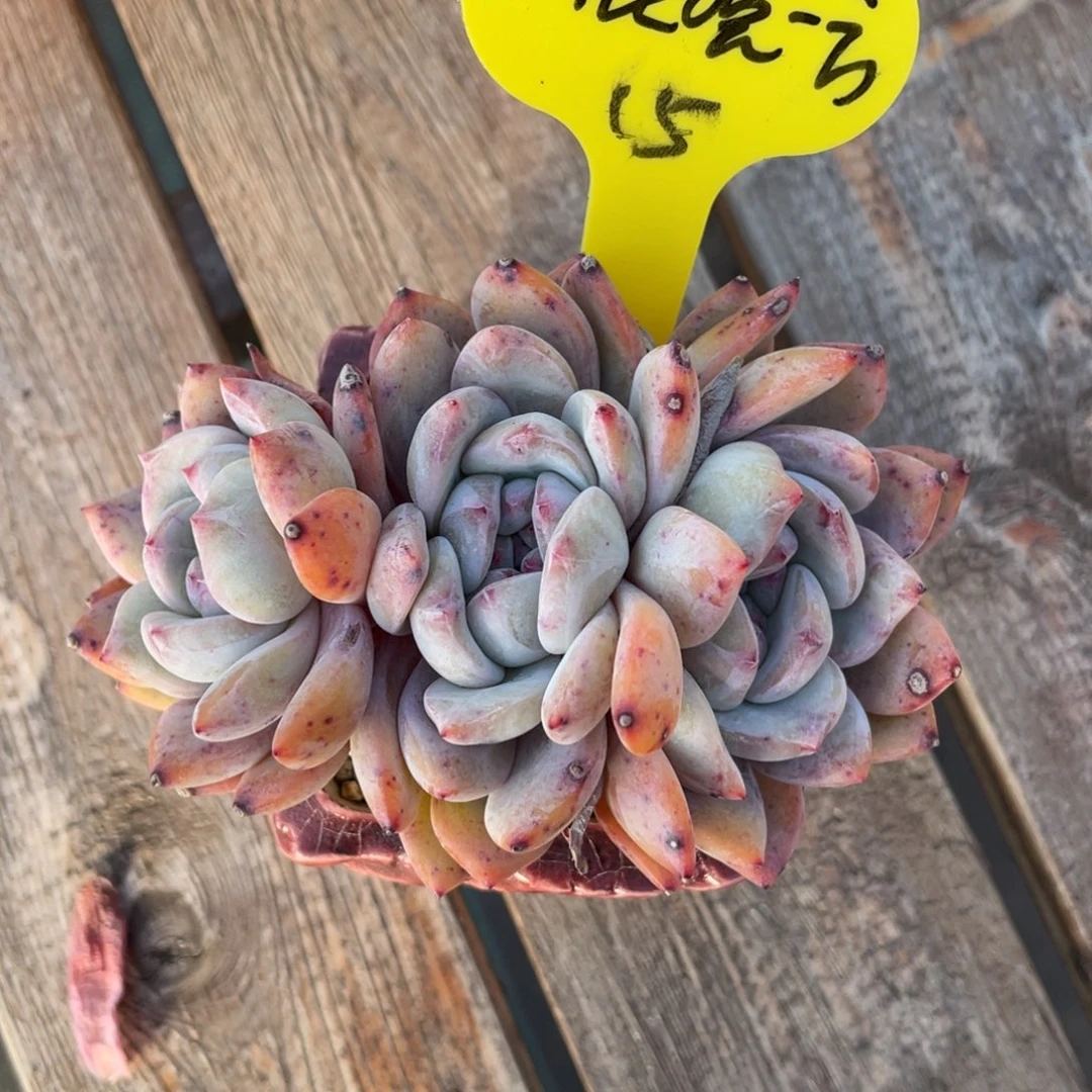 在**方星影三头一个15