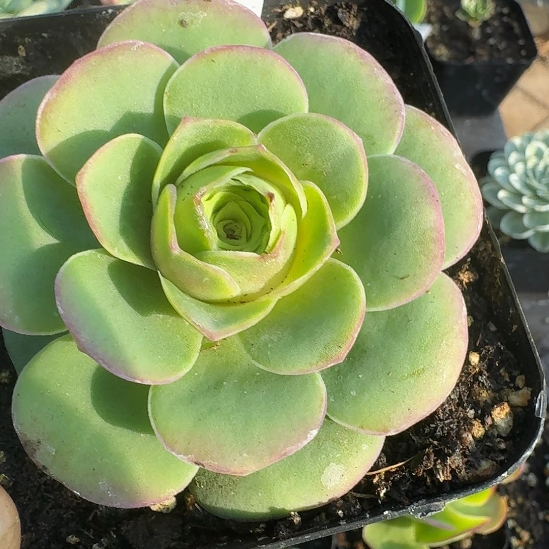 红叶单头一物一拍