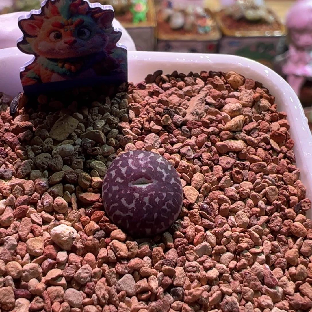 0315，Blackout墨，肉锥植物