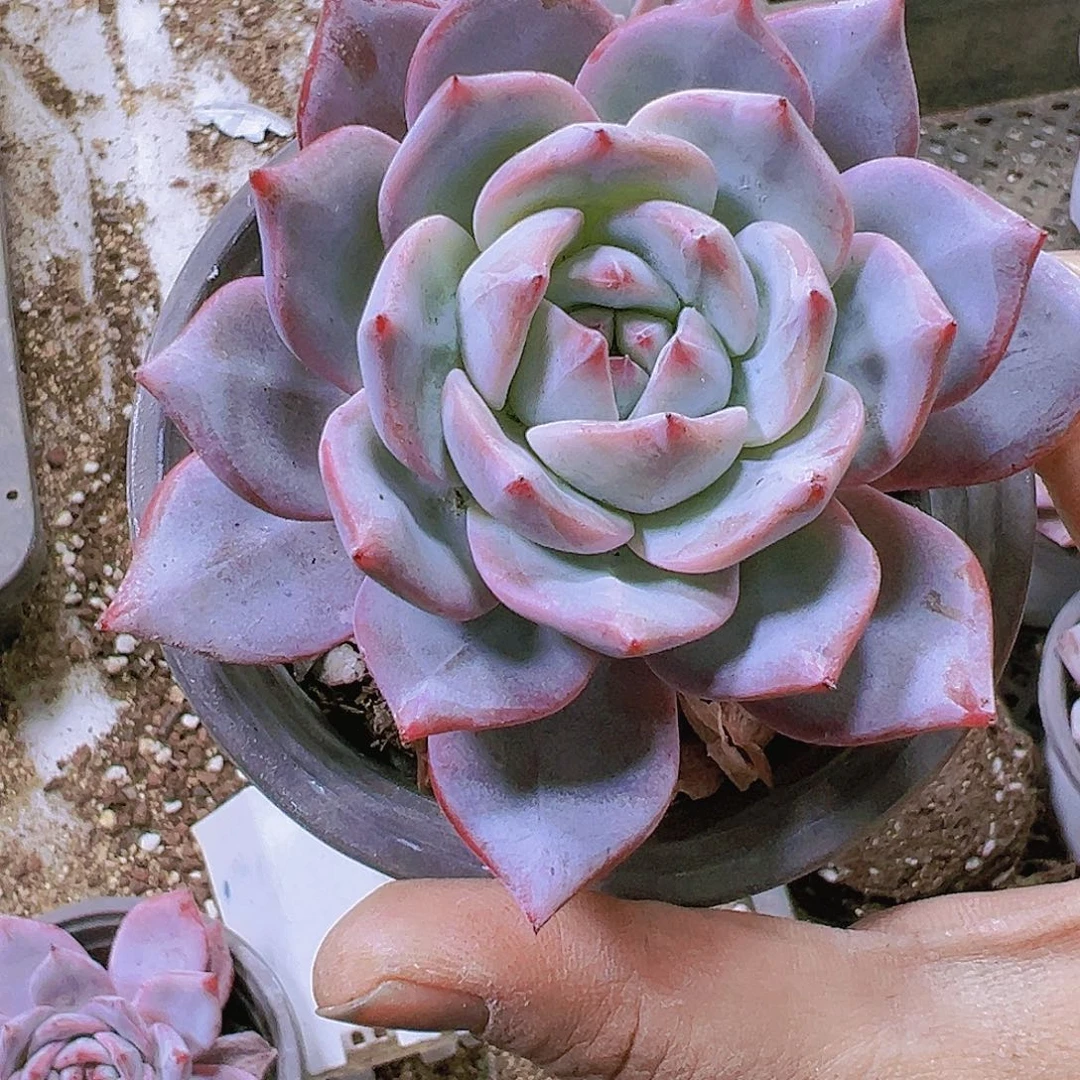 大芬兰鸟多肉植物19包邮