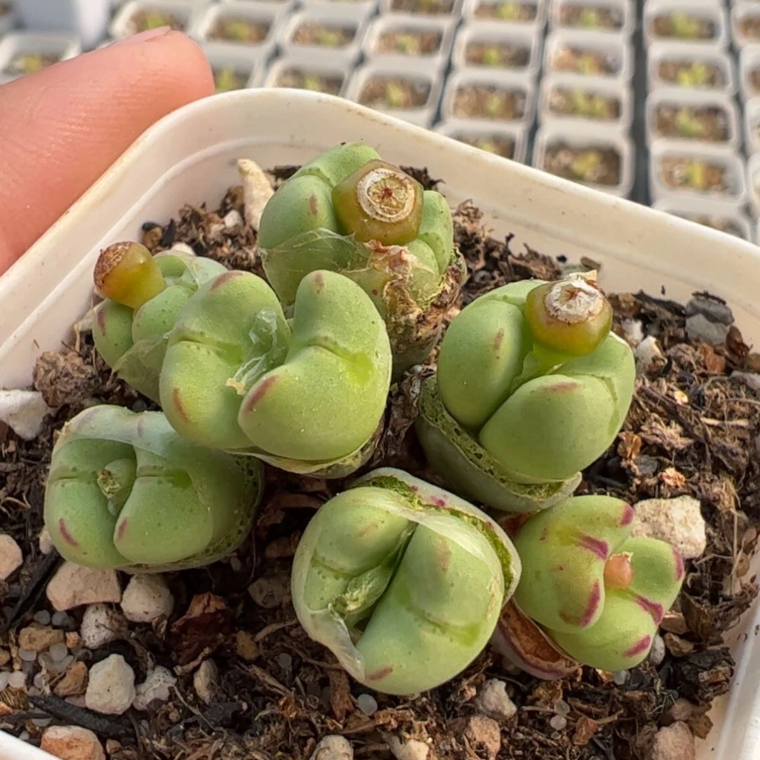 741多肉植物组合