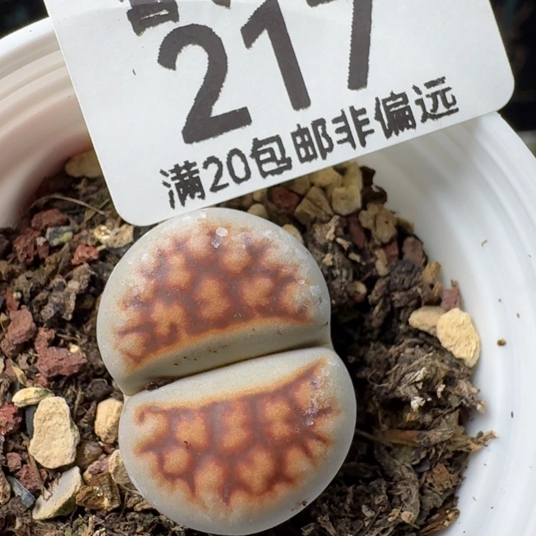 带盆土。