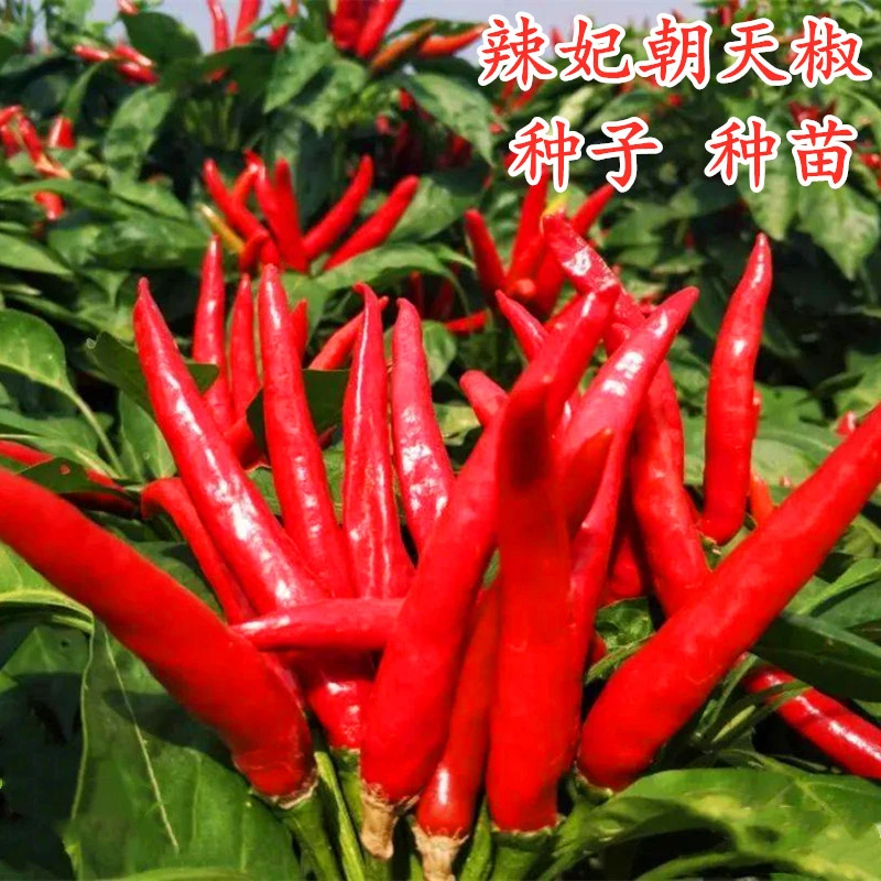 朝天椒种子簇生望天猴辣椒种子辣椒苗超辣干鲜两用四季蔬菜