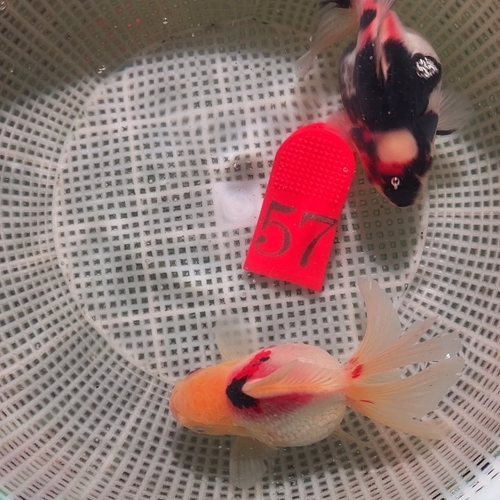 金鱼57号尺寸8-11区间