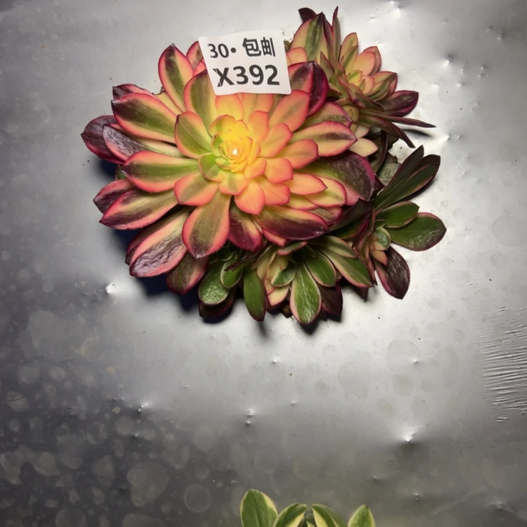 392黑魔锦多肉法师