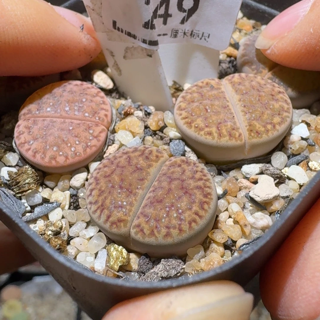 暖***WSsss清货价便宜出249三颗