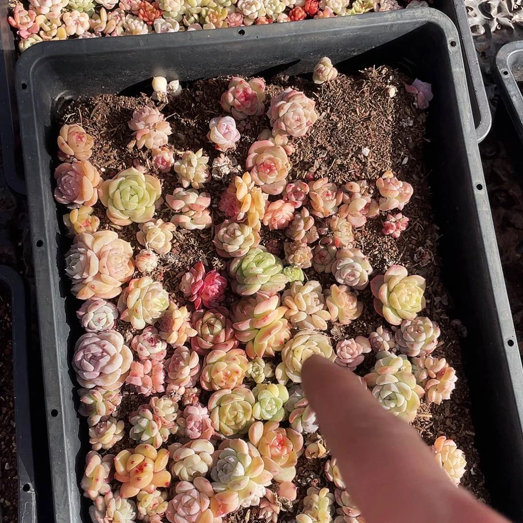 有***s050。 定。