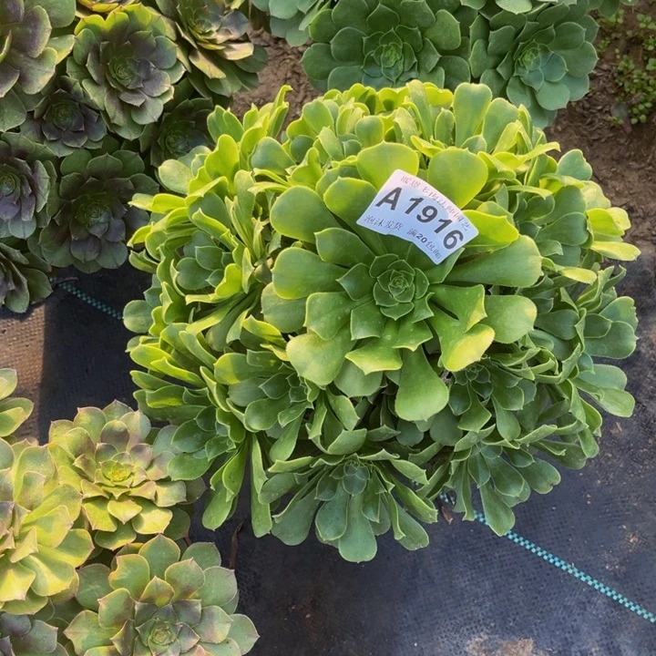 1916 多肉法师不包断枝