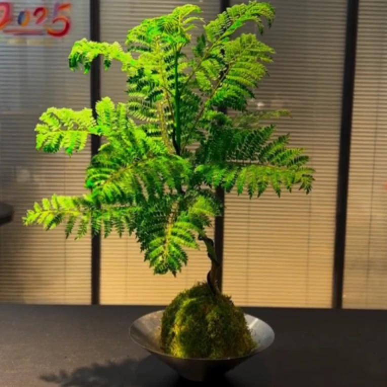 蓝花楹室内盆栽苔藓球水培植物桌面办公室小绿植花卉造型盆景庭院