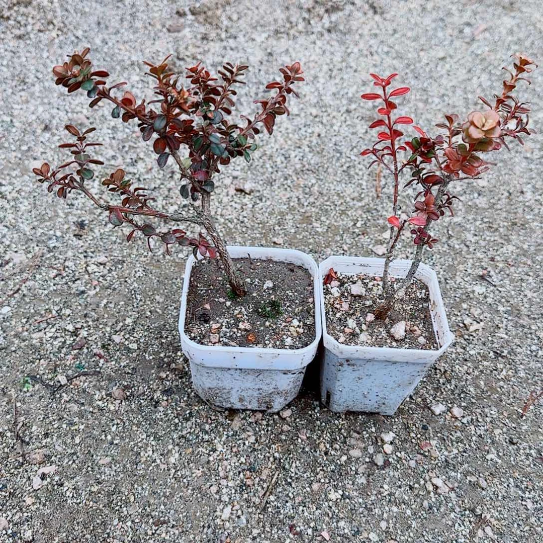 完全开放珍珠黄杨