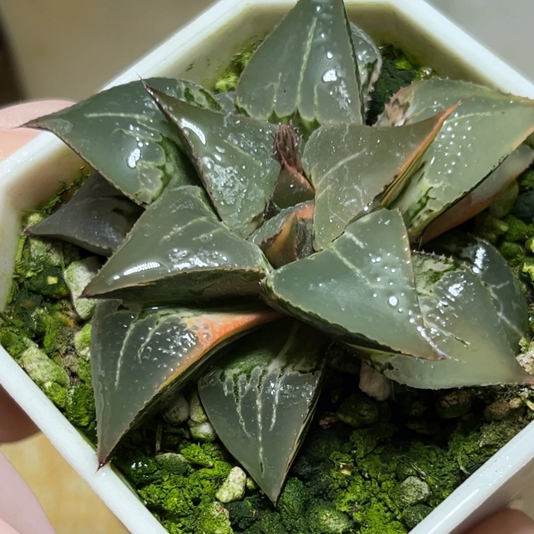 恭喜发财大吉大利0117