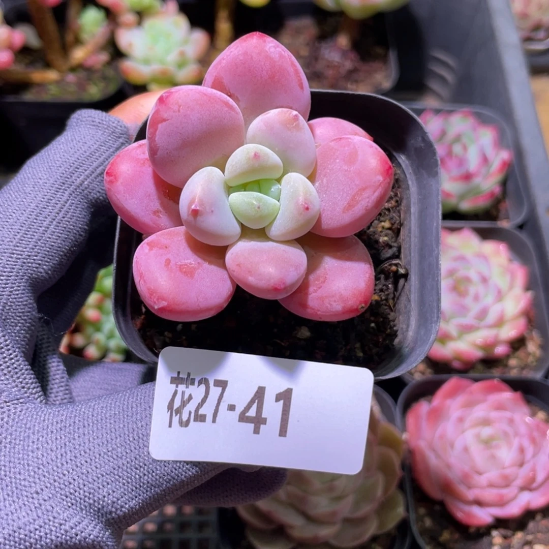 花利美27-41洛神