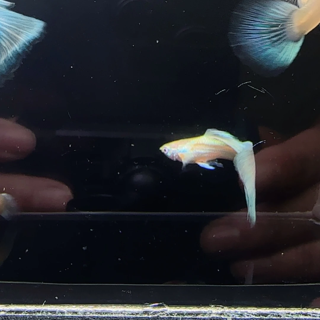 黄化蓝礼服欧意2对