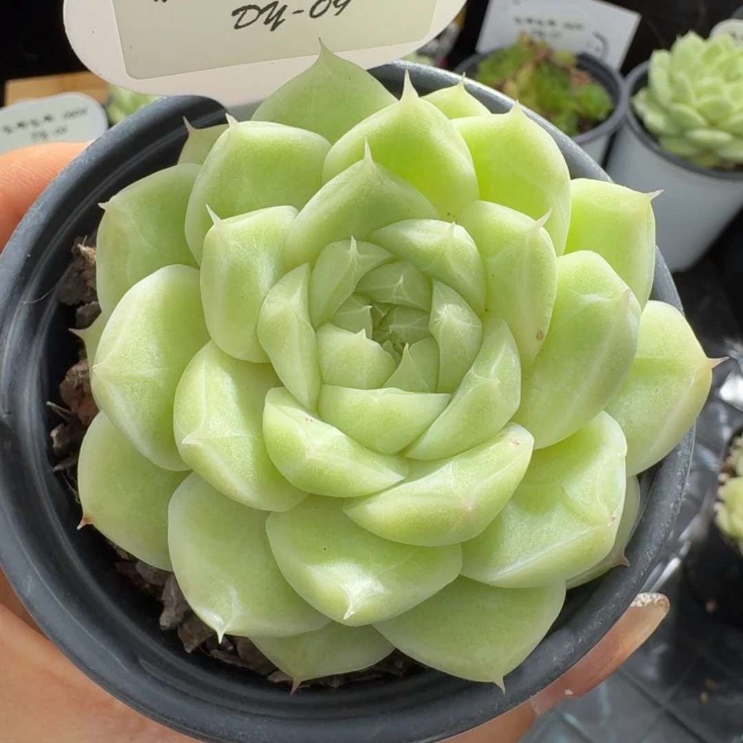 0604-9-梨花白单头一颗