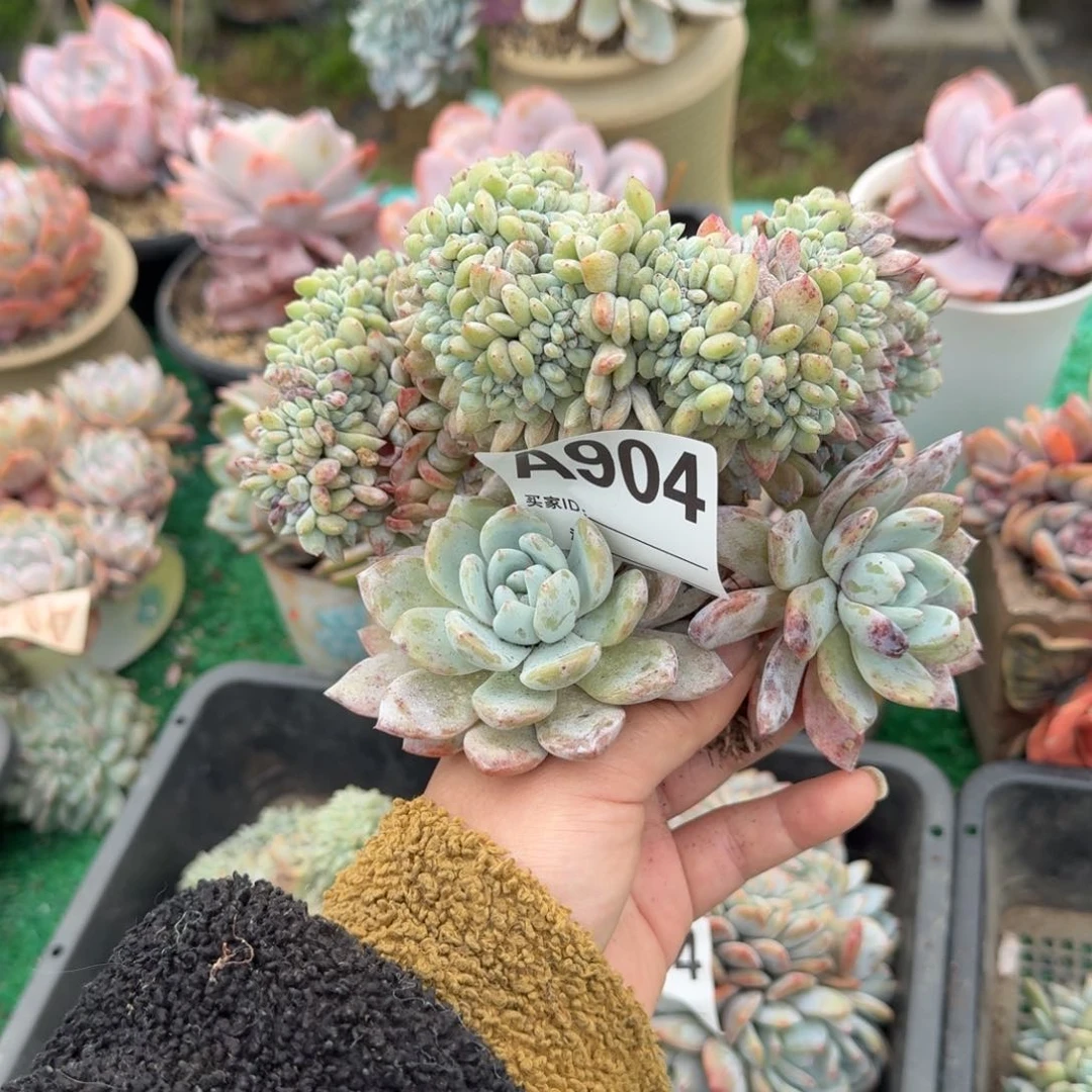 你***?星影缀化呀呀呀呀