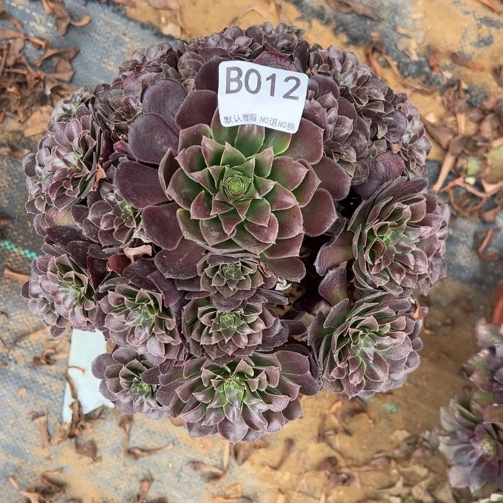 荷兰玫瑰多肉植物012.