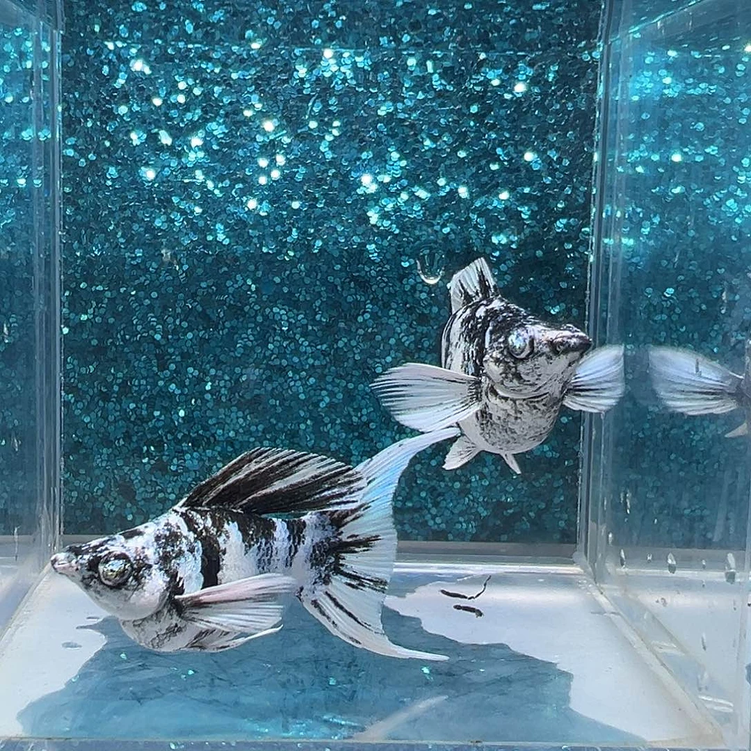 孔雀鱼水墨画玛丽一对0011