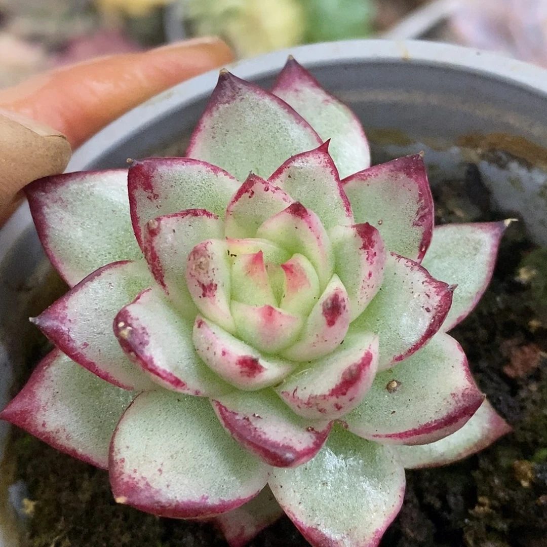 520菲利普高高挂起哈哈哈哈哈哈哈哈