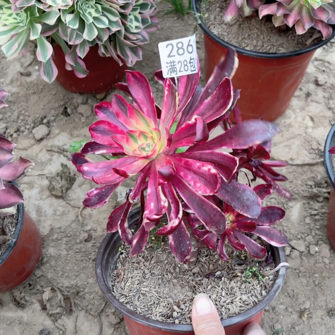 2861阿波罗多肉植物法师