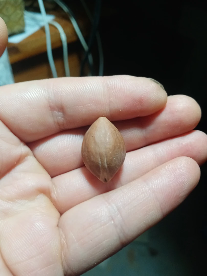 橄榄核梅林子弹头核