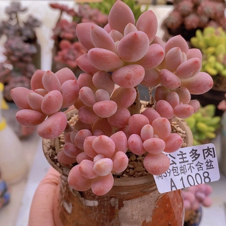 樱花洛神10cm1008多肉植物