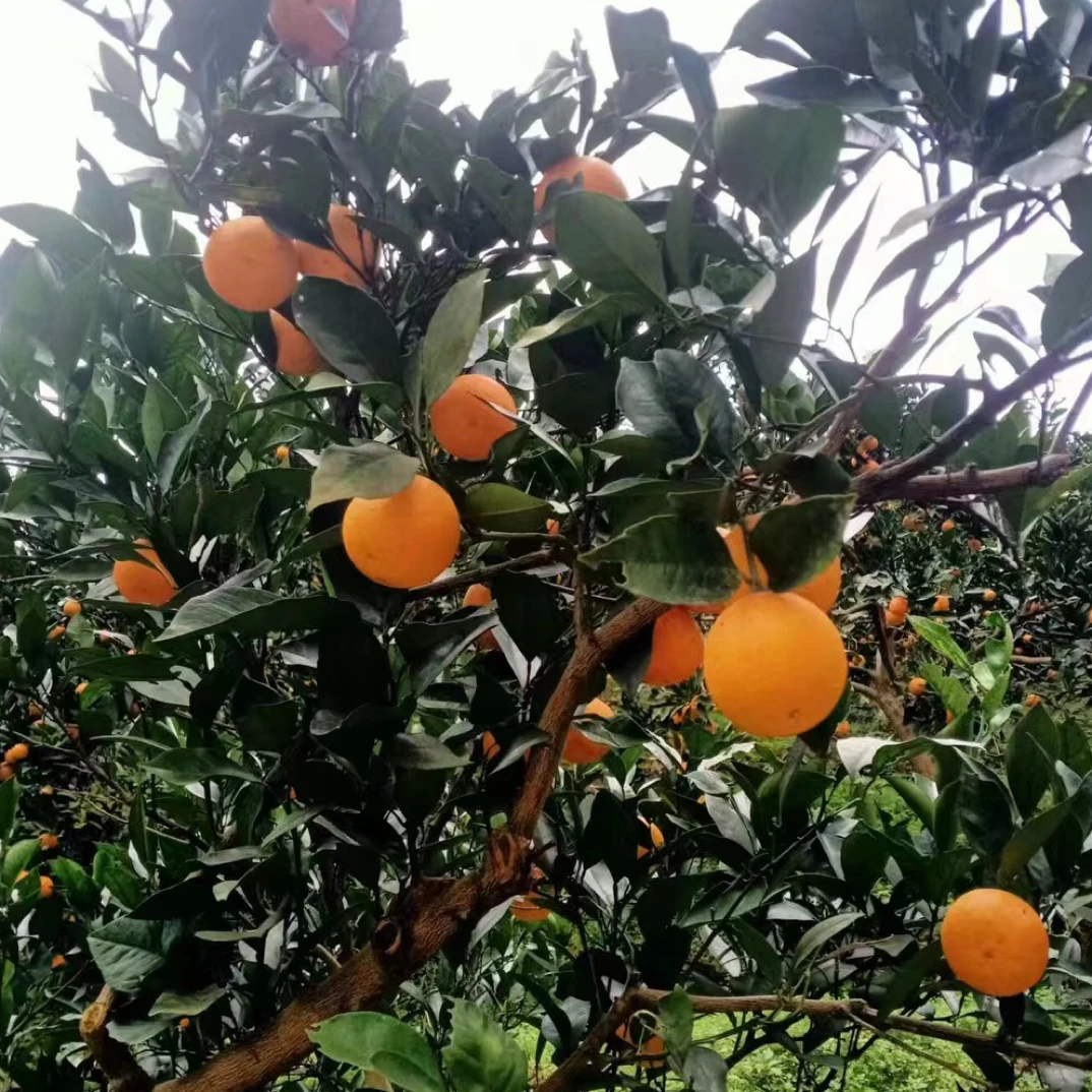 湖南麻阳早秋第一批红美人果冻橙现摘手剥香甜爆汁橙子产地直发