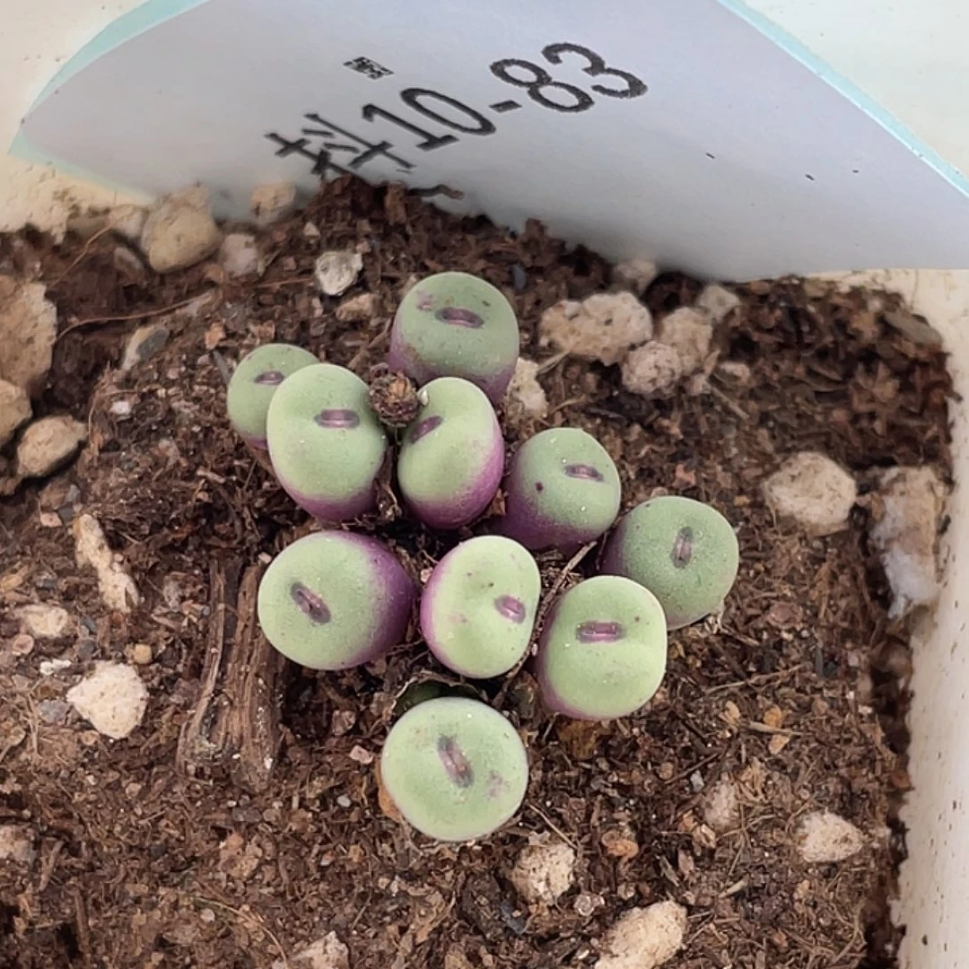 10-83贝特芬嘴多肉植物