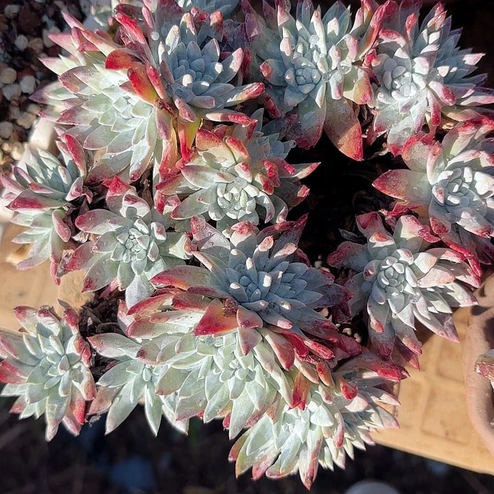 仙女杯多肉植物盆栽