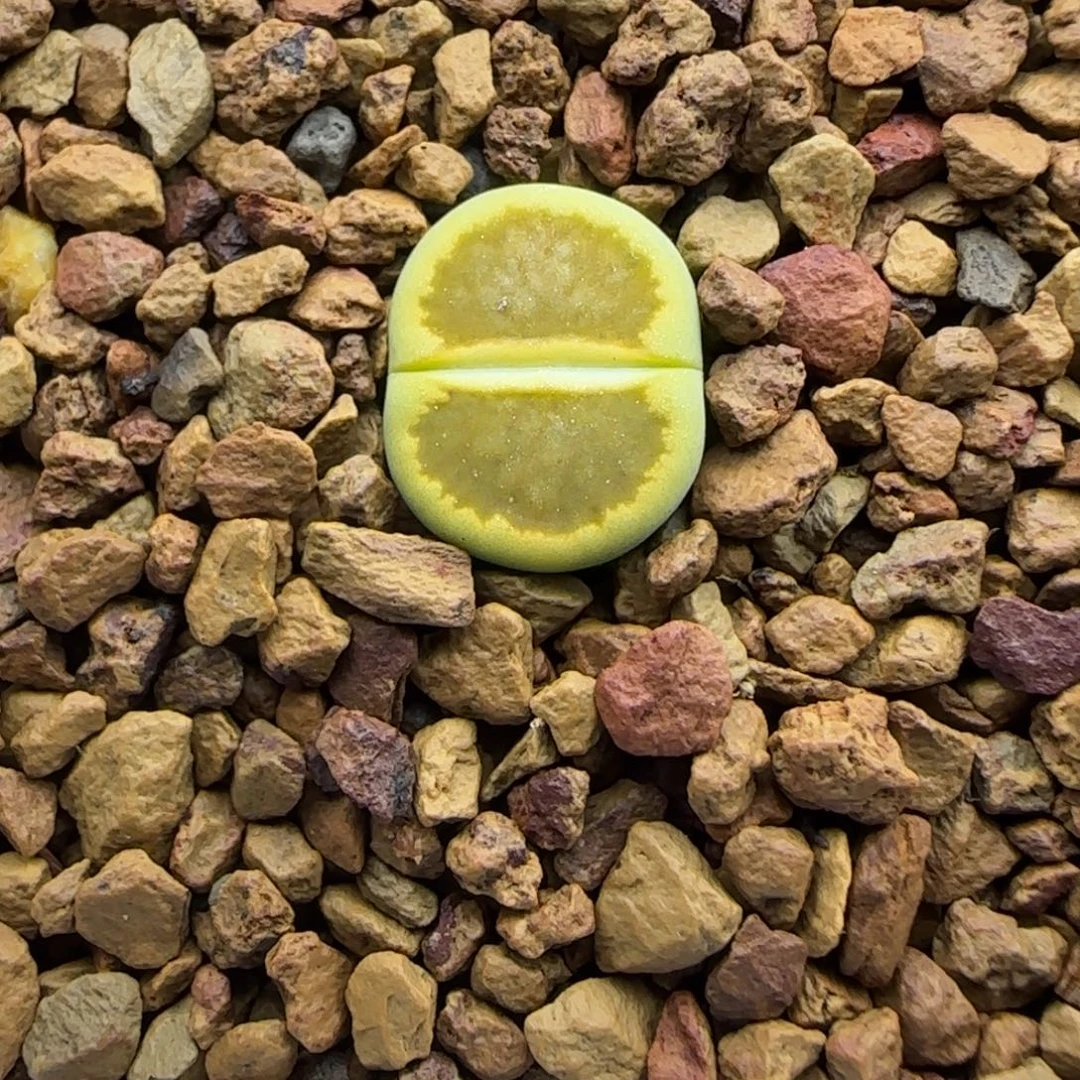 642 生石花大棚直播