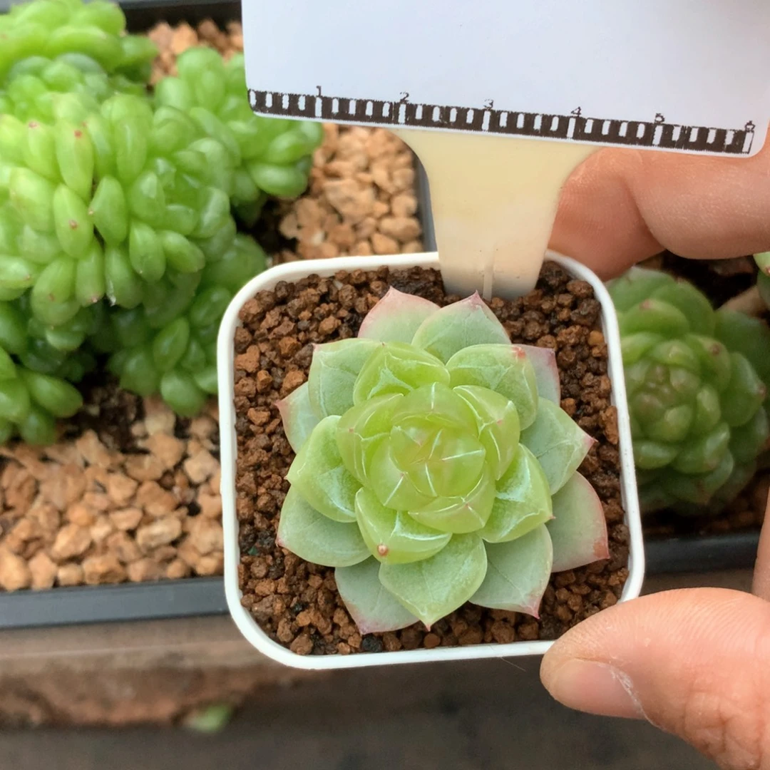编号珍妮优选58包邮