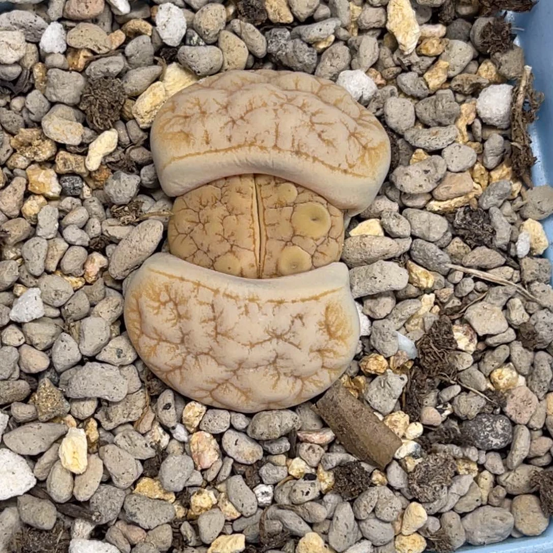 5812拿铁189金文尺寸3.2