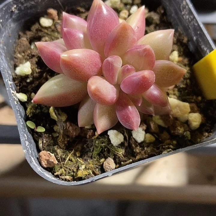 多肉植物迷雾泡泡裙4