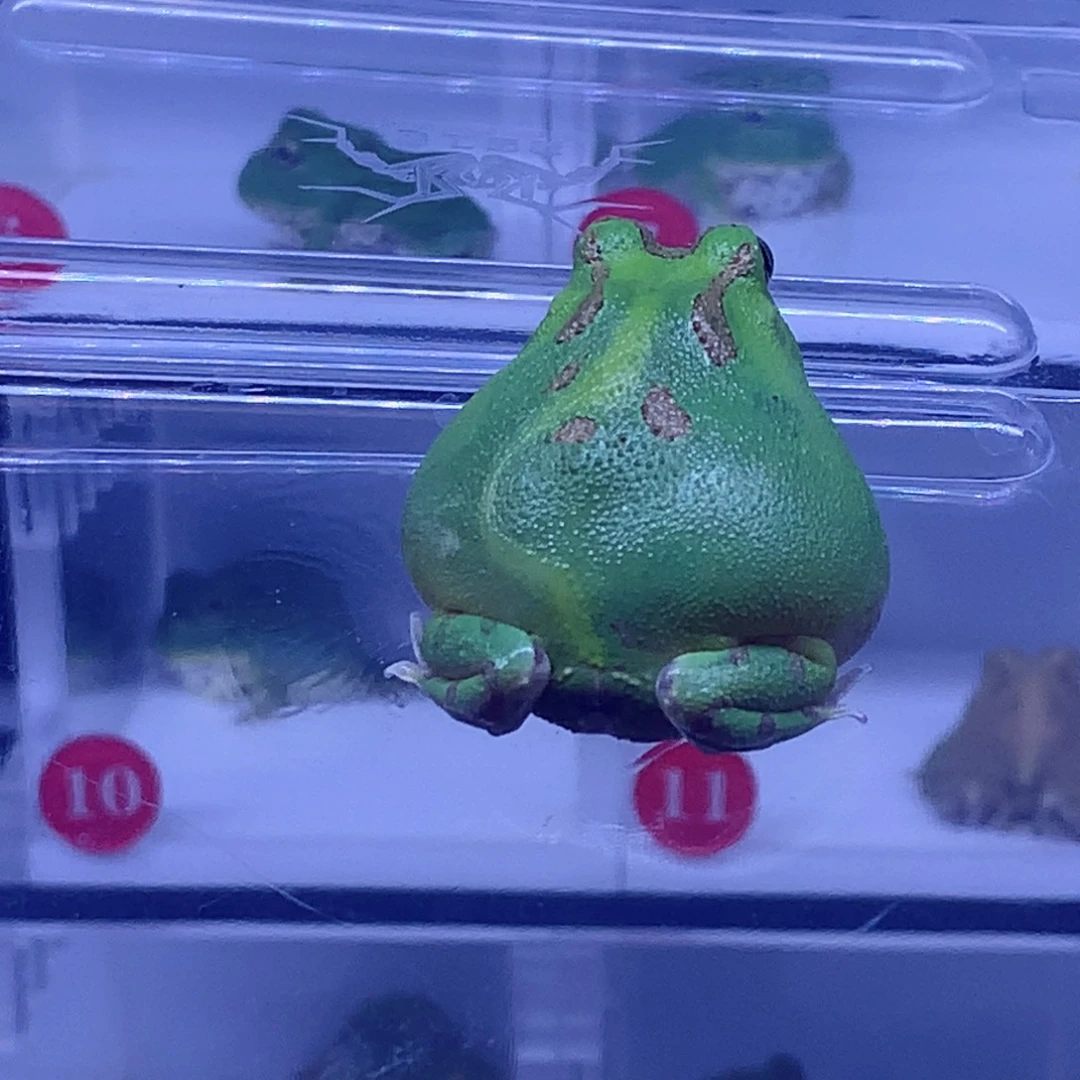 角蛙闪购角蛙专拍链接波子