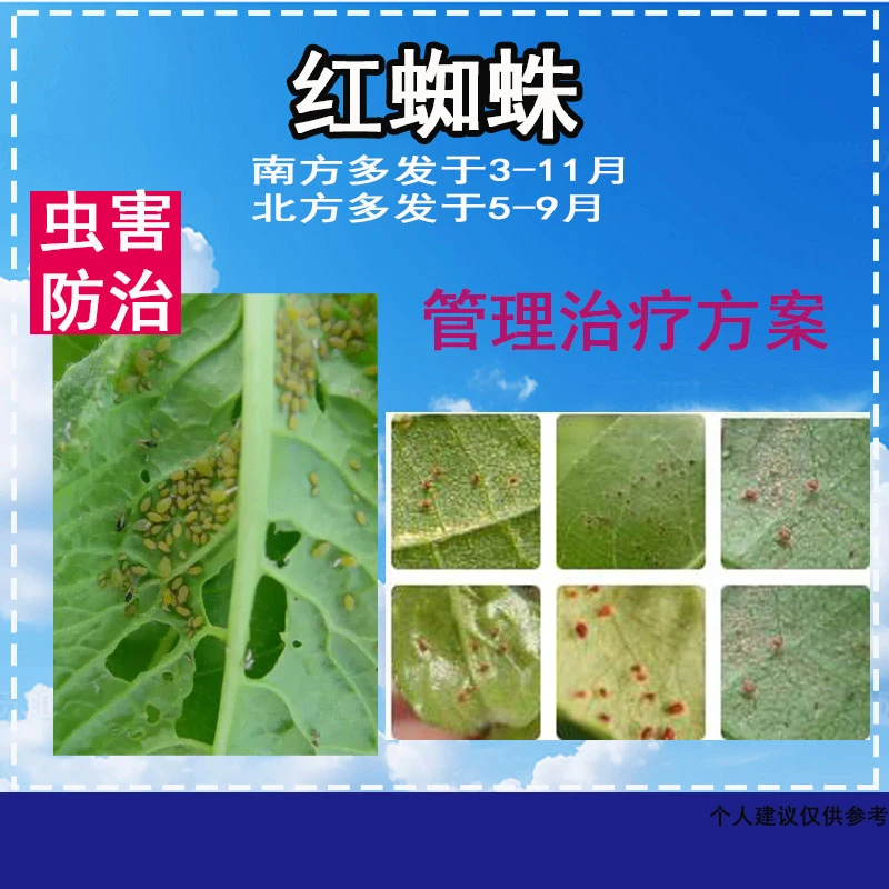 【红蜘蛛管理方案】一套兑水30斤全程管理技术支持专用叶面肥